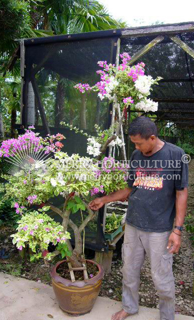 Bongainvillea Bonsai Mix 6